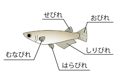 メダカの身体にある部位の名称