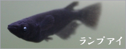 ブラックランプアイメダカ