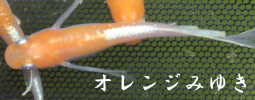 オレンジみゆきメダカ