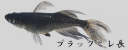 ブラックヒレ長メダカ