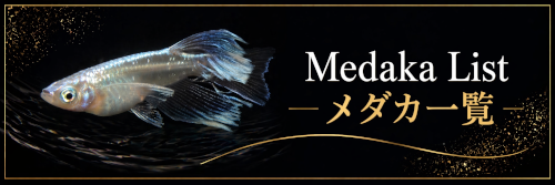 メダカ販売・通販リスト
