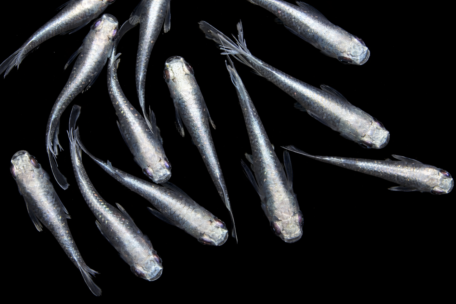 初めてメダカを飼う方におすすめの見分けやすい改良メダカ