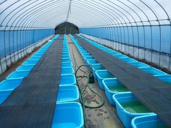 メダカ飼育方法 水槽で飼育するメダカ