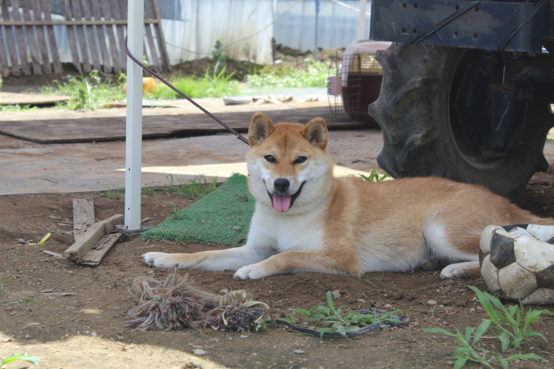 番犬のモモちゃん