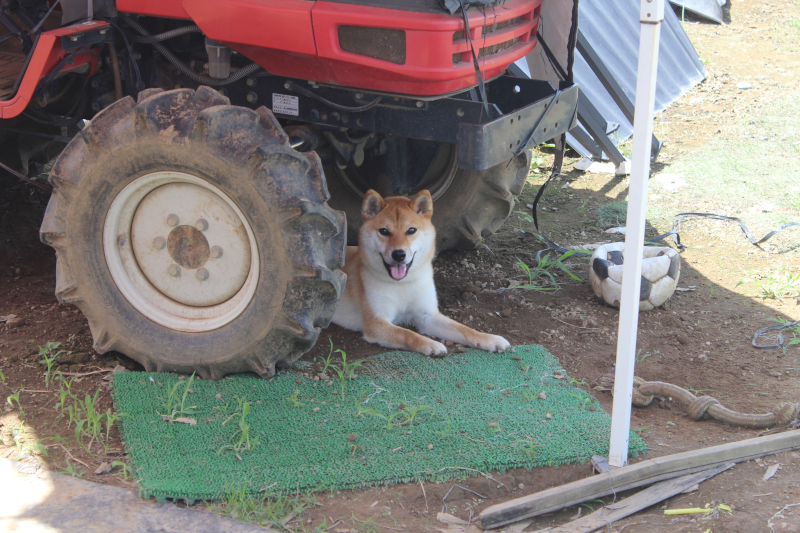 番犬のモモちゃん