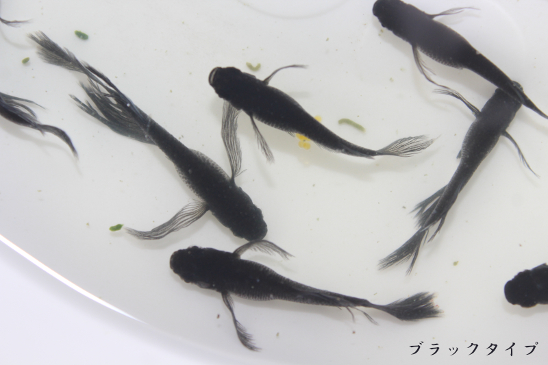 ダークブラウンヒレ長メダカ