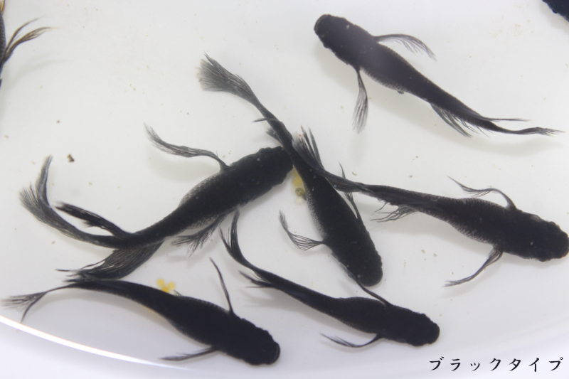 ダークブラウンヒレ長メダカ