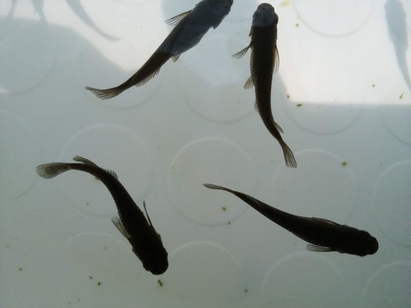 ブラックメダカ