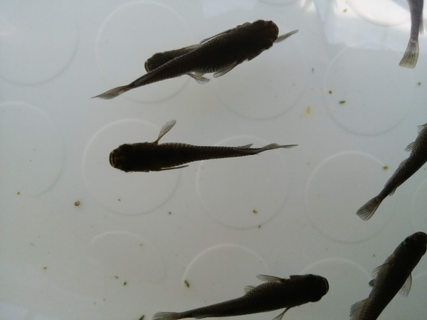 ブラックメダカ