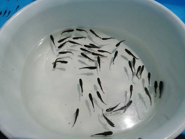 ブラックメダカ