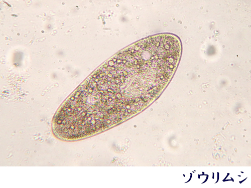 ゾウリムシ培養方法｜ペットボトル・バケツで簡単に増やす方法（エビオス錠・強力わかもと）