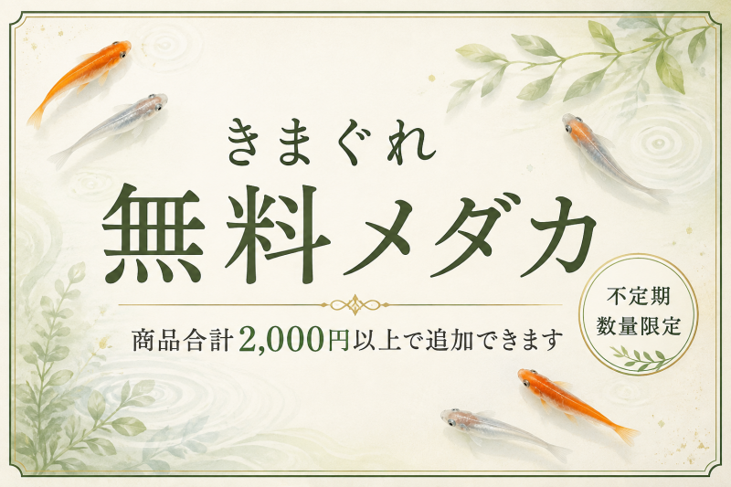きまぐれ無料メダカ