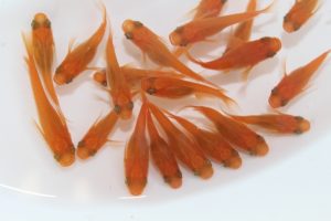 楊貴妃メダカ S～Mサイズ 10匹セット