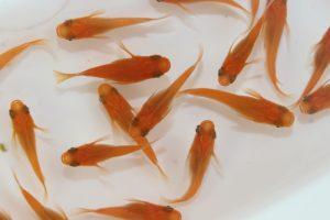 【業者さま向け】楊貴妃メダカ S～Mサイズ 100匹セット