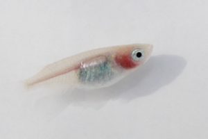 白透明鱗メダカ（片頬～両頬透明鱗）S～Mサイズ 5匹セット