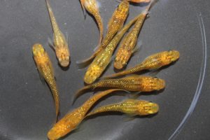クリアブラウンメダカ S～Mサイズ 5匹セット
