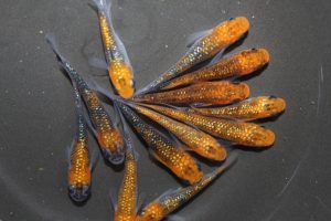 オーロララメメダカ（オレンジタイプ）S～Mサイズ 5匹セット