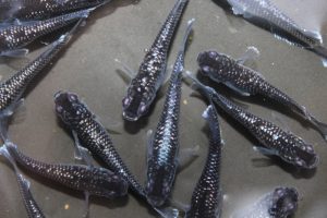ブラック系ラメメダカ（ヒレ光）S～Mサイズ 5匹セット