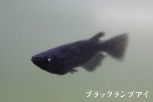 ブラック系ランプアイメダカ S～Mサイズ 5匹セット