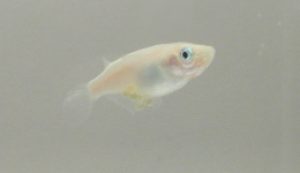 白メダカ S～Mサイズ 10匹セット
