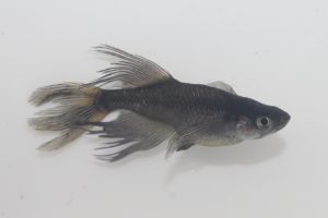 ブラック系ヒレ長メダカ S～Mサイズ 5匹セット