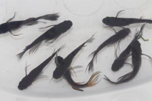 【業者さま向け】ブラック系ヒレ長メダカ 未選別 S～Mサイズ 100匹セット