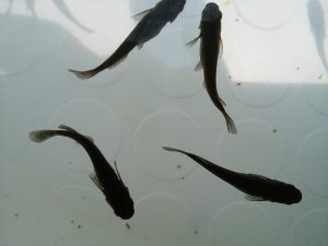 ブラック系メダカ S～Mサイズ 5匹セット