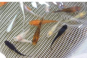 【業者さま向け】メダカセット S~Mサイズ 100匹セット