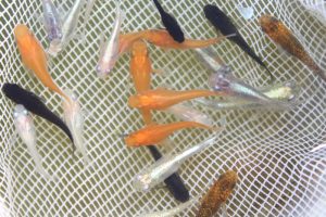 【業者さま向け】メダカセット S～Mサイズ 100匹セット