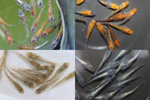 【業者さま向け】ラメメダカセット S～Mサイズ 100匹セット