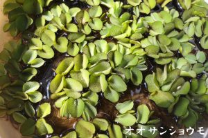 オオサンショウモ1株（メダカ生体の袋内に入ります）