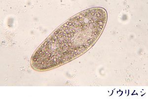 ゾウリムシ 約450ml（＋強力わかもと10粒）