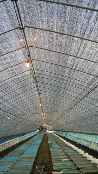 ビニールハウスに照明器具を設置して日照時間を調整