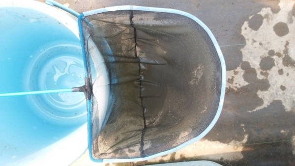 エアーチューブを装着したメダカ掬い網