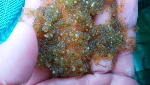 楊貴妃メダカの卵