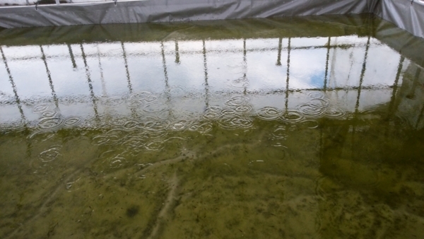 水深の浅いメダカ飼育池
