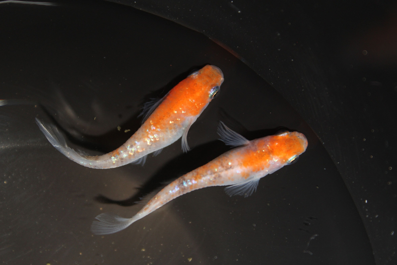 兄弟メダカの確率計算式｜近親交配の確率を計算する方法