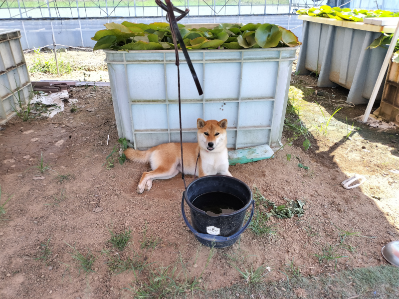小動物対策に柴犬のモモちゃん