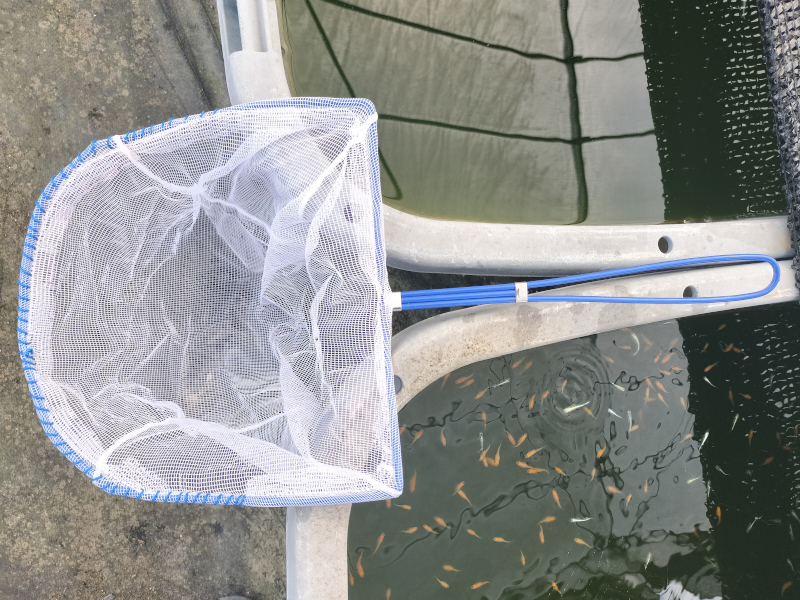メダカ掬い網の改良完成