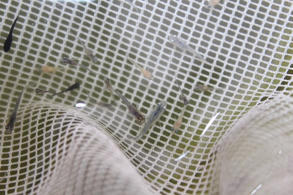 メダカの稚魚