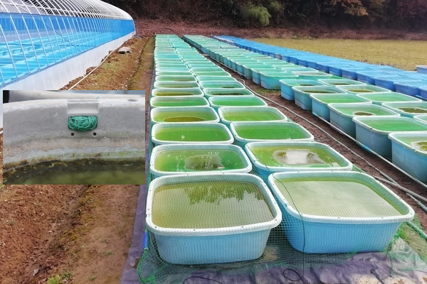 メダカの屋外飼育