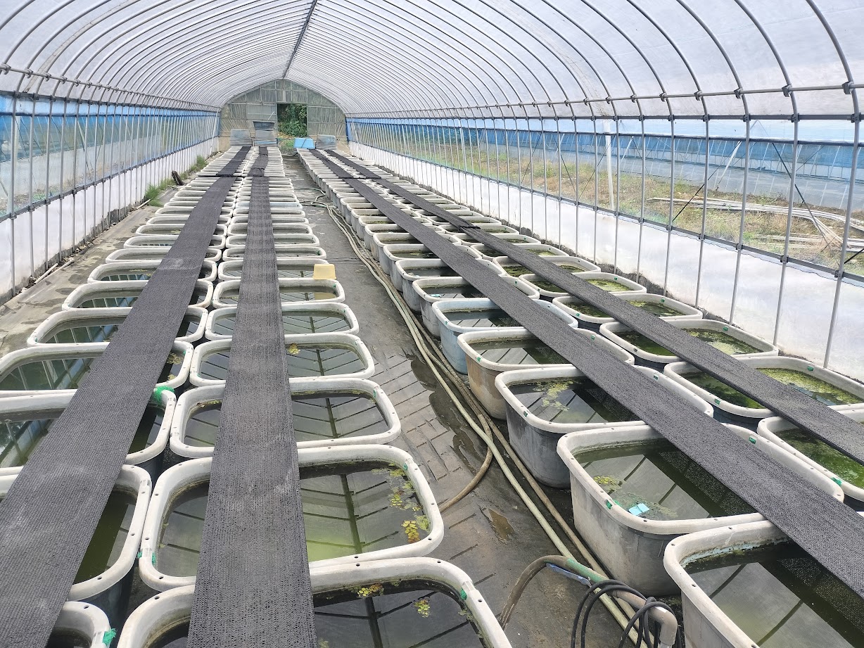 多くのメダカ飼育容器が並ぶビニールハウス内の様子