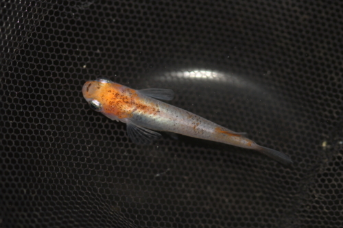 メダカ屋の9割が消える？メダカ業界の未来を考える