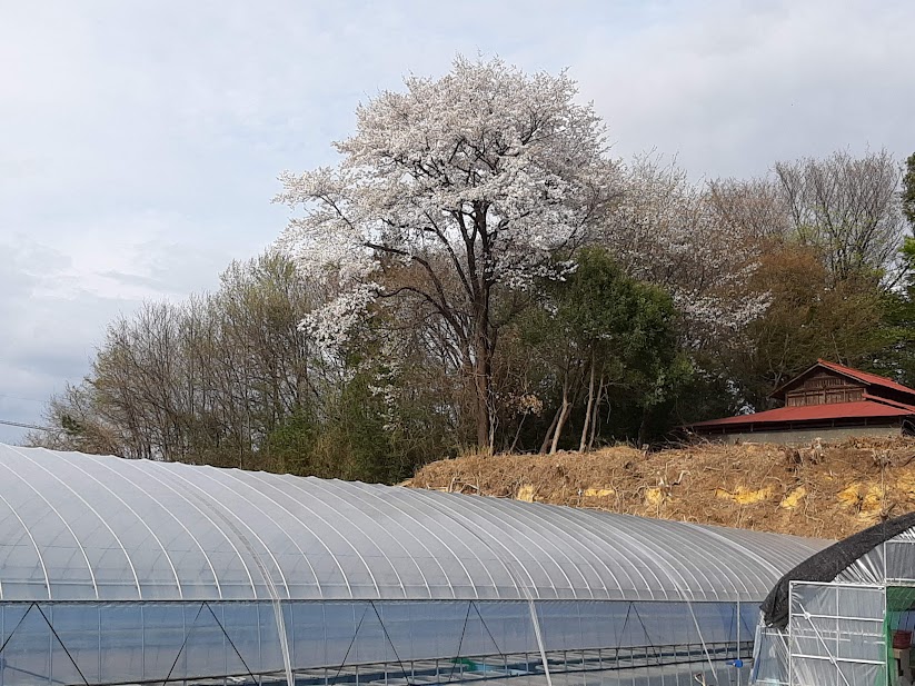 ビニールハウスと桜