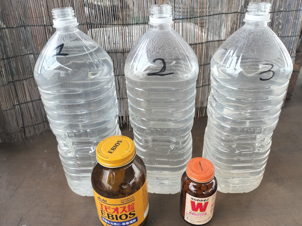 ペットボトルで培養中のゾウリムシ