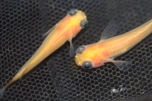 元気なメダカ