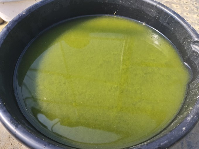 メダカ飼育容器の底に沈殿した泥