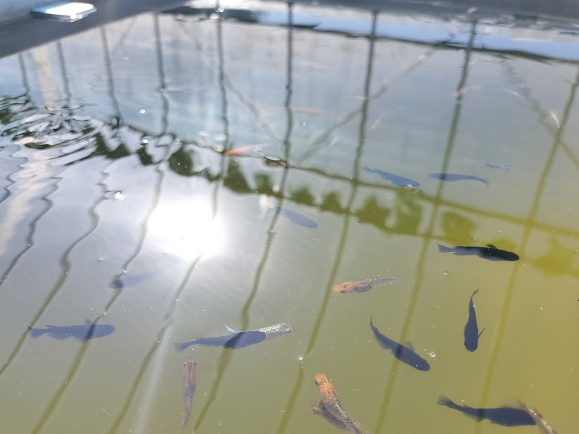 メダカの飼育水の作り方｜青水（プランクトン）とバクテリア水の違い