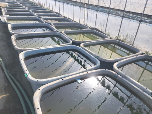 メダカ 屋外 トロ舟 エアレーションなし 飼育