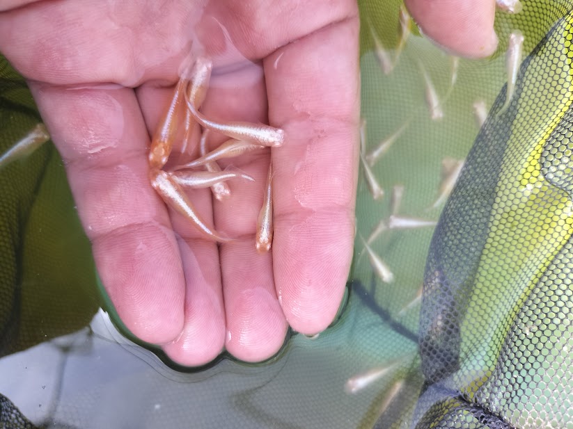 メダカはなぜ高い？価格の理由は生産量｜店によって値段が違う本当の理由